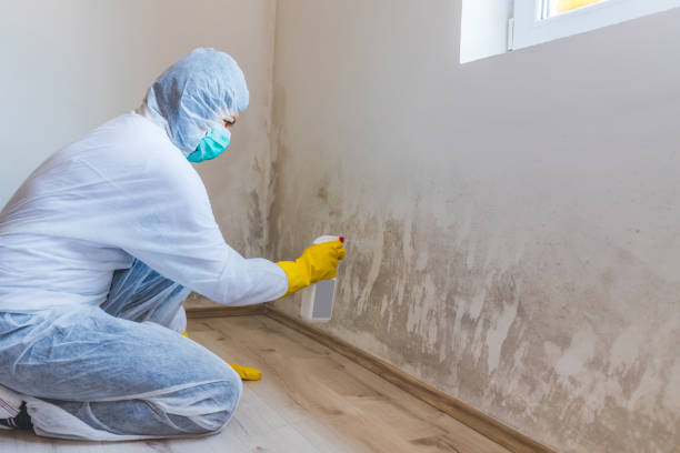 Licensed Attic Mold Remediation service in Chantilly, VA - Car Mold Remediation